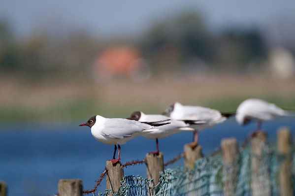 Image:Mouette_rieuse_Larus_ridibundus_JJ_Carlier_0921_BR.jpg