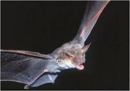 Myotis blythii.jpg