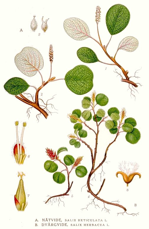 Image:Salix_herbacea.jpg