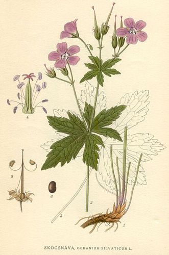 Image:Geranium_sylvaticum.jpg