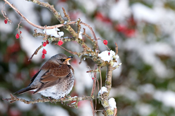 Image:Grive_litorne_Turdus_pilaris_JJ_Carlier_2523_BR.jpg