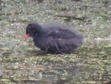 Poussin gallinule poule deau J Gouin.jpg