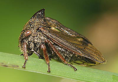 Centrotus cornutus 1.jpg