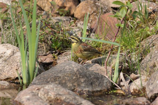 Bruant zizi Emberiza cirlus male Mickael Lefevre BR.JPG