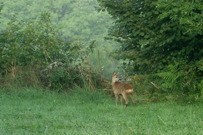 Chevreuil.JPG