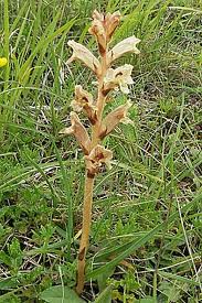 Image:Orobanche_alba.jpg