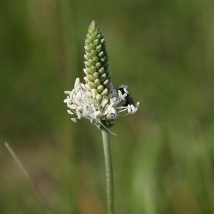 Plantago lanceolata Nicolas Macaire4122 BR.JPG