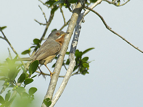 Fauvette passerinette lpo tarn.jpg