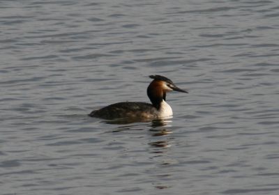 Image:Grebe_huppe_Podiceps_cristatus_la_Touche_1_Nicolas_MacaireBR.jpg