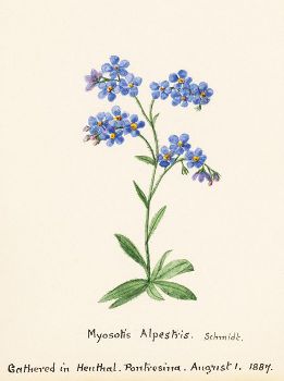 Myosotis alpestris.jpg