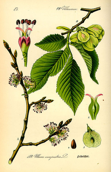 Ulmus carpinifolia.jpg