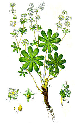 Alchemilla alpina.jpg