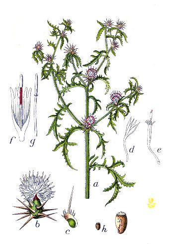 Image:Centaurea_calcitrapa.jpg