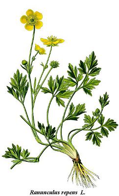 Ranunculus repens.jpg