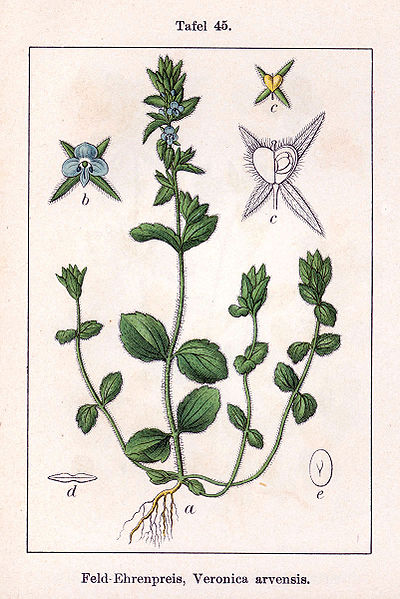 Veronica arvensis.jpg