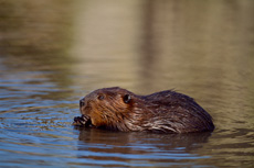 Image:Castor_d'Europe_RSPB_images_1036805.jpg