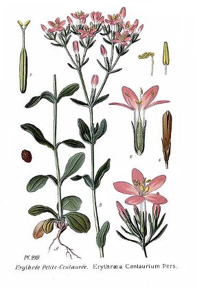 Image:Erythraea_centaurium.jpg