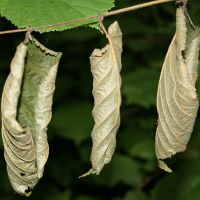 Feuilles noisetier seches Massonne Nicolas MacaireBR.JPG