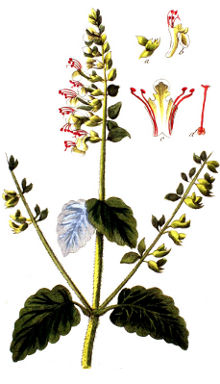 Teucrium scorodonia basse resolution.jpg