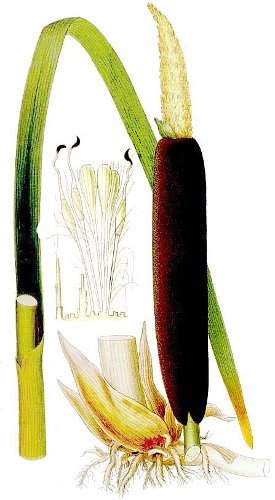 Image:Typha-massette_BR.jpg