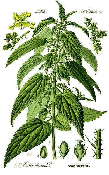 Urtica dioica.jpg