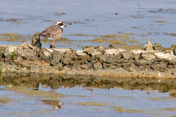 Image:Grand_gravelot_Charadrius_hiaticula_JJ_Carlier_0425_BR.jpg