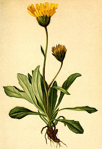 Hieracium alpinum.jpg