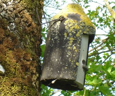 Image:Nichoir_chauves-souris_François_BourdetBR.JPG