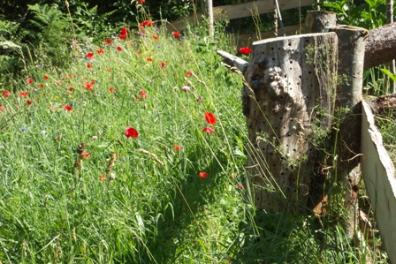 Abris abeilles fleurs melliferes.JPG