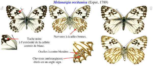 Image:Melanargia_occitanica.jpg