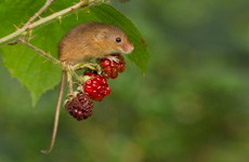 Rat des moissons RSPB images 1049939.jpg