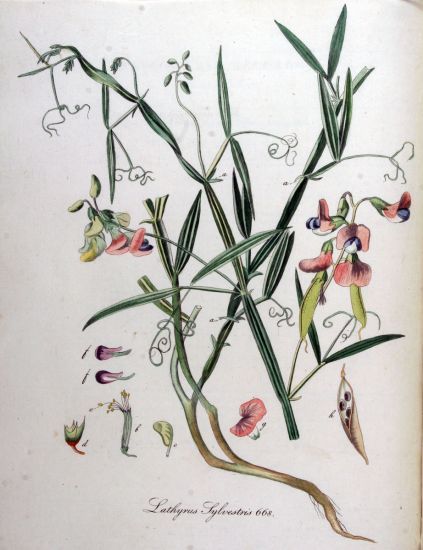 Lathyrus sylvestris.jpg