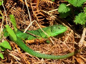 Lezard vert 2 Lacerta viridis Gilles BentzBR.jpg