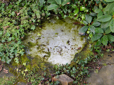 Piscine-Abreuvoir oiseaux 2.jpg