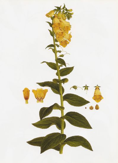 Image:Digitalis_grandiflora.jpeg