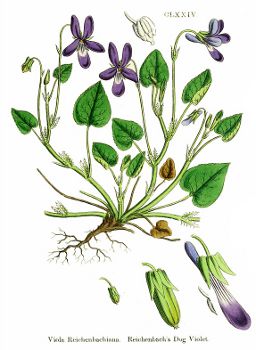 Viola reichenbachiana BR.jpg