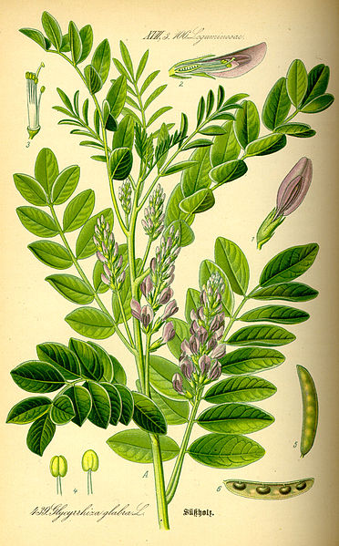 Image:Glycyrrhiza_glabra.jpg