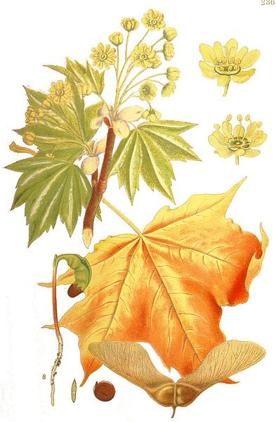 Acer platanoides.jpg