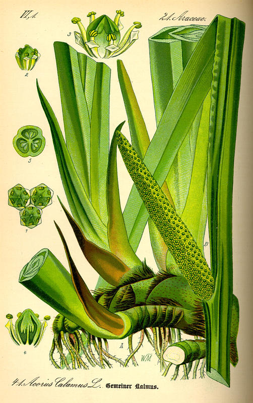 Acora calamus.jpg