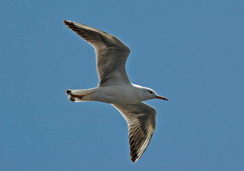 Goeland railleur E1160507 Hyeres Nidal Issa.jpg