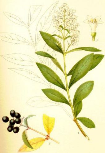 Image:Ligustrum_vulgare.jpg