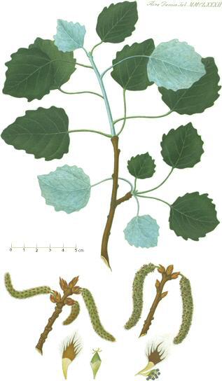 Image:Populus_alba.jpg