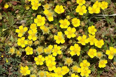 Image:Potentilla_neumanniana.jpg