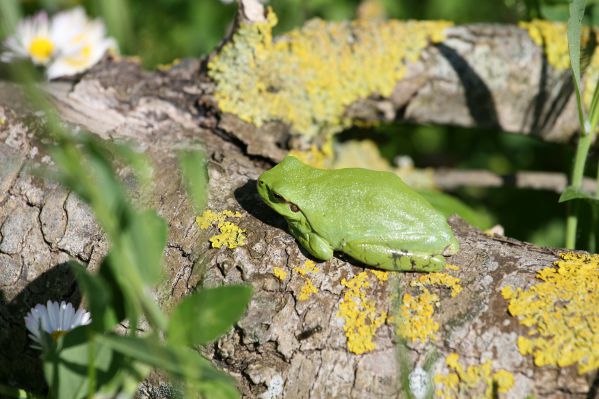 Rainette meridionale Hyla meridionalis Nicolas Macaire 6625 BR.jpg