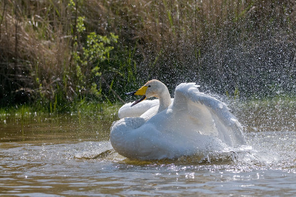 Image:Cygne_chanteur_Cygnus_cygnus_JJ_Carlier_1282_BR.jpg