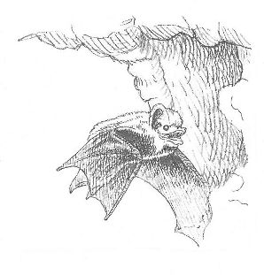 Image:Dessin_ch-souris_vol_2_LPO_BR.jpg