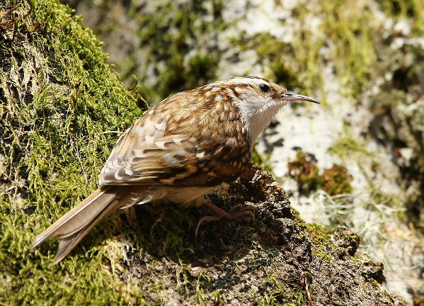 Image:Grimpereau_des_bois_aurelien_audevard.jpg