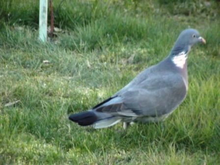 Image:Pigeon_ramier08.JPG