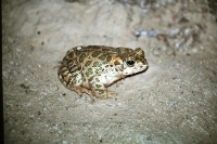 Image:Crapaud_Vert_Tunisie_2008_N_Macaire_BR.JPG