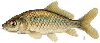 Cyprinus carpio dessin.jpg